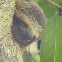 A sloth we saw in Manuel Antonio on a Cea Capa excursion